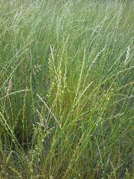 Image of perennial ryegrass