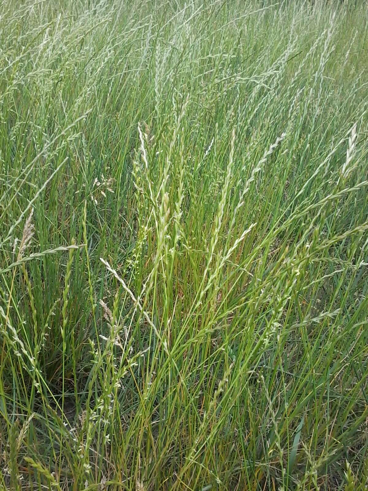 Image of perennial ryegrass