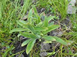 Image of Bearded Bellflower