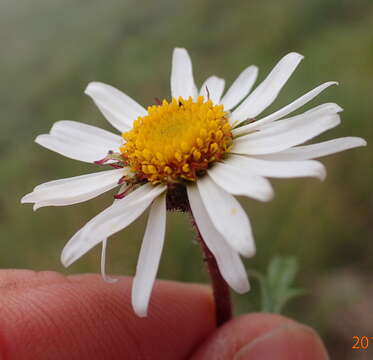 Image of Afroaster erucifolius (Thell.) J. C. Manning & Goldblatt