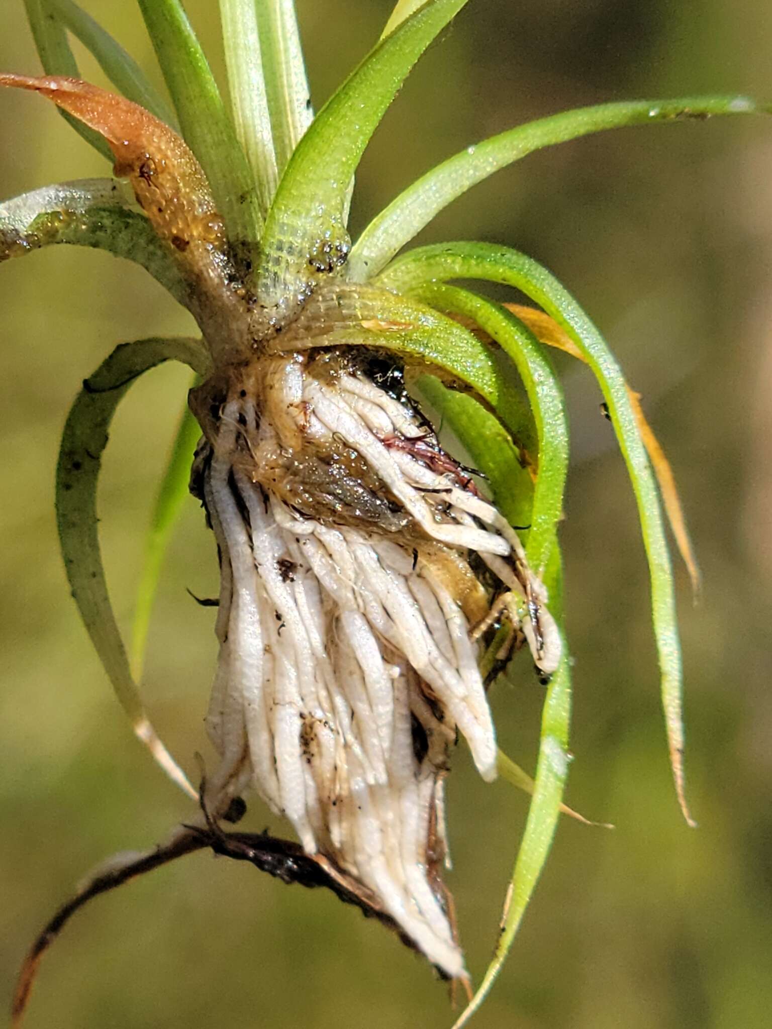 Image of Ravenel's Pipewort