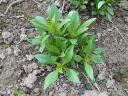 Image of Red Valerian