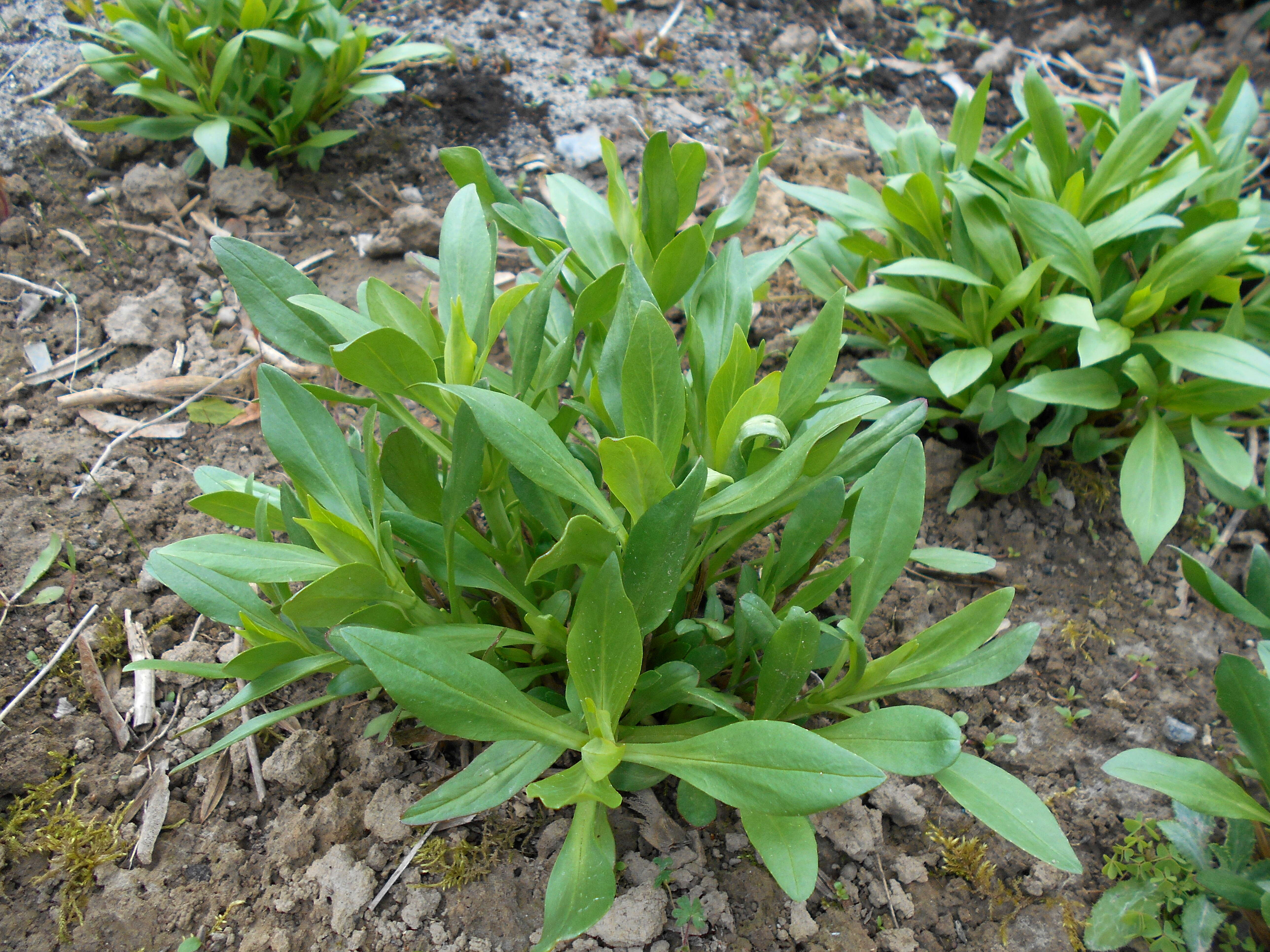 Image of Red Valerian