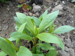 Image of Red Valerian