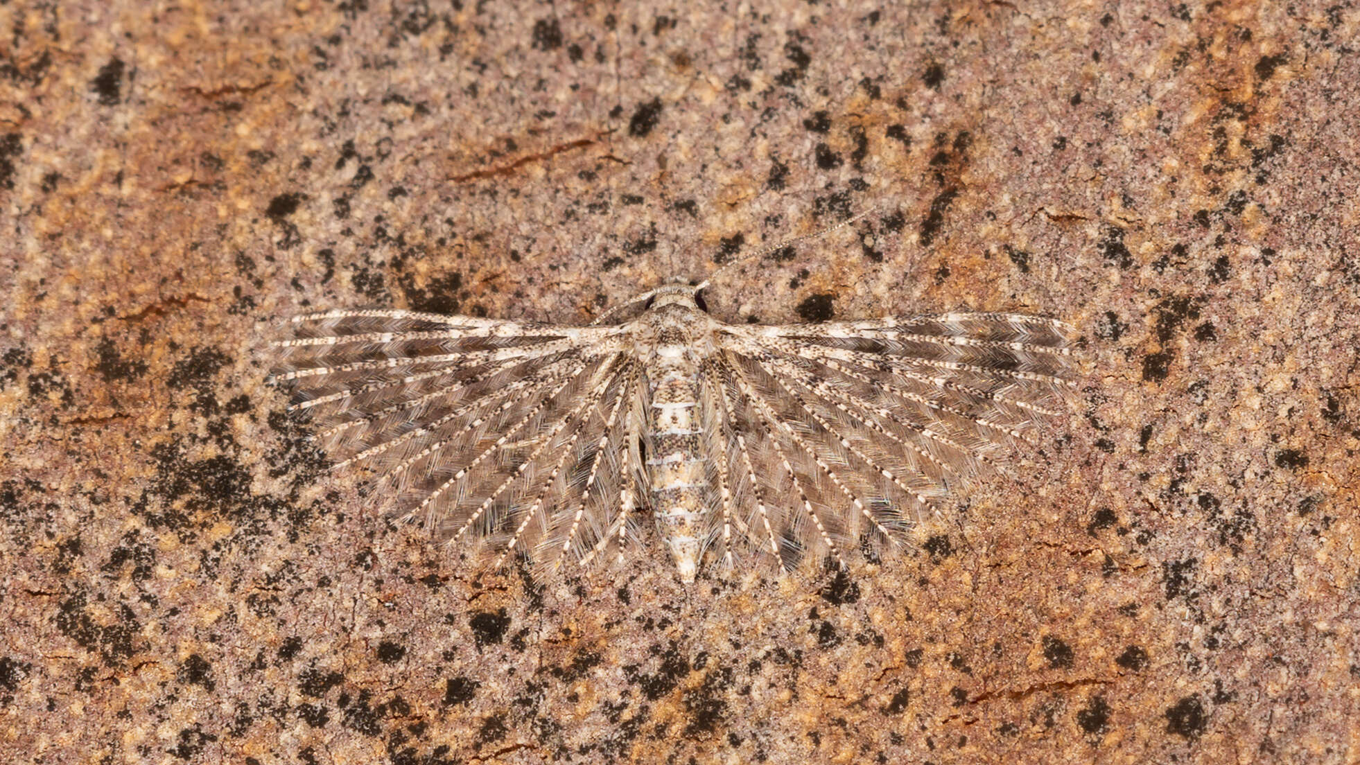 Image of Alucita pygmaea Meyrick 1890