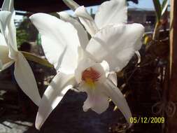 Image of Laelia anceps subsp. dawsonii (J. Anderson) Rolfe