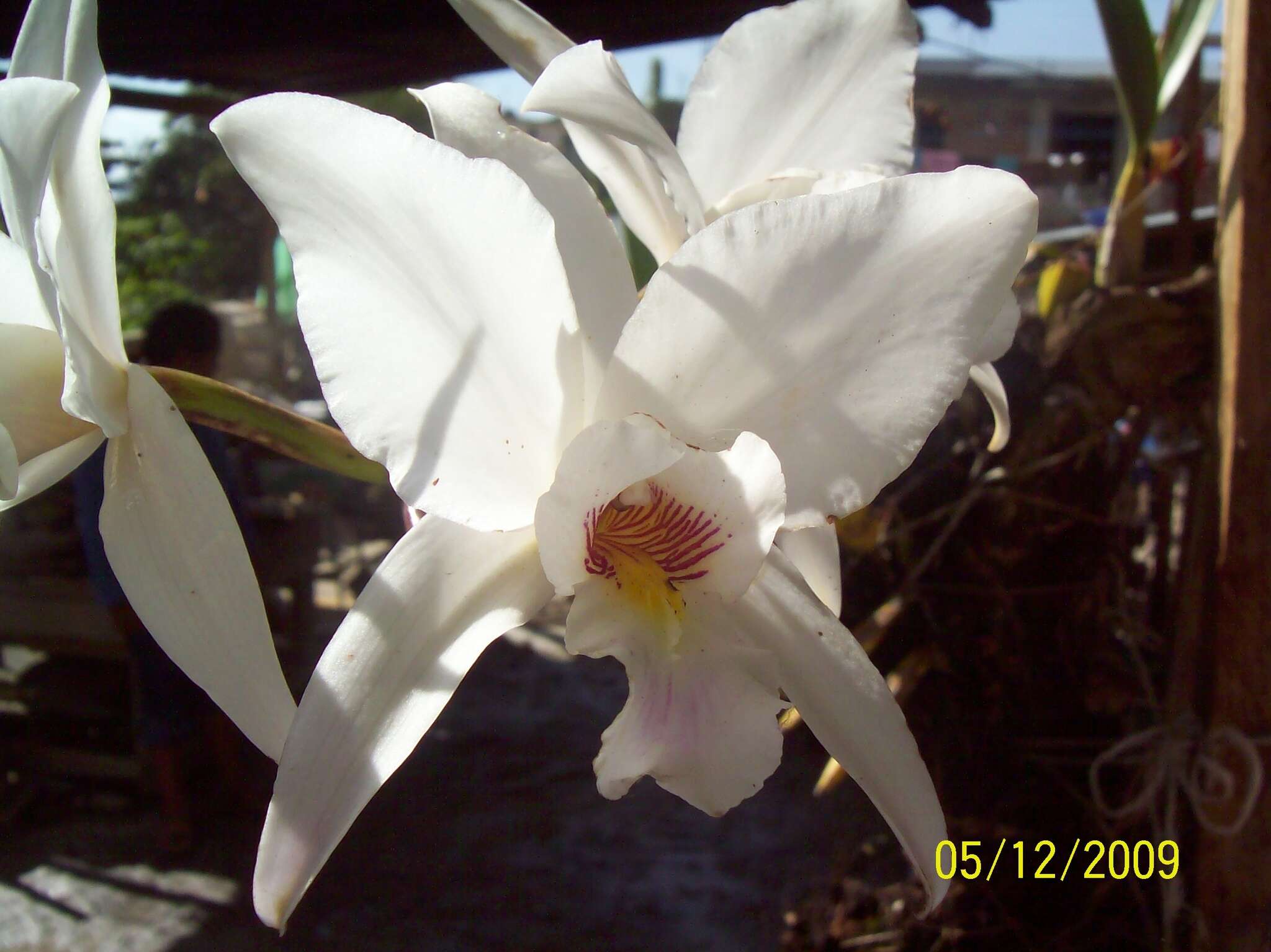 Image de Laelia anceps subsp. dawsonii (J. Anderson) Rolfe