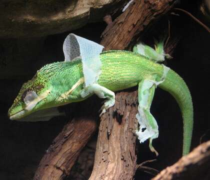 Image of Cuban Giant Anole