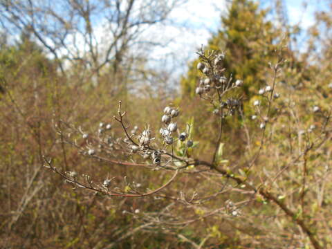 Image of slender pride of Rochester