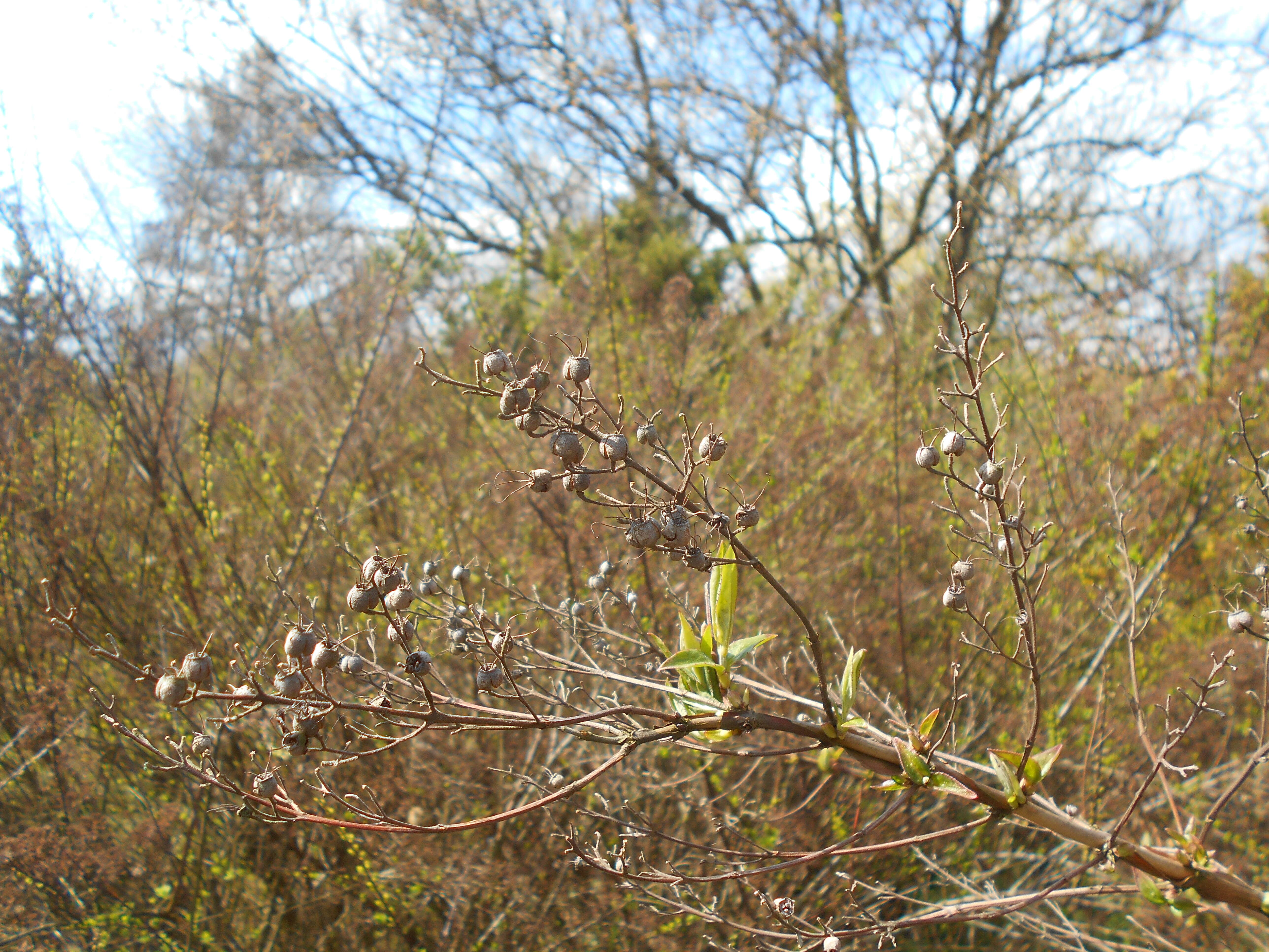 Image of slender pride of Rochester