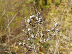 Image of slender pride of Rochester