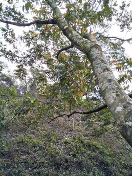 Image of Chinese soapberry