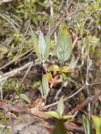 Image of slender pride of Rochester