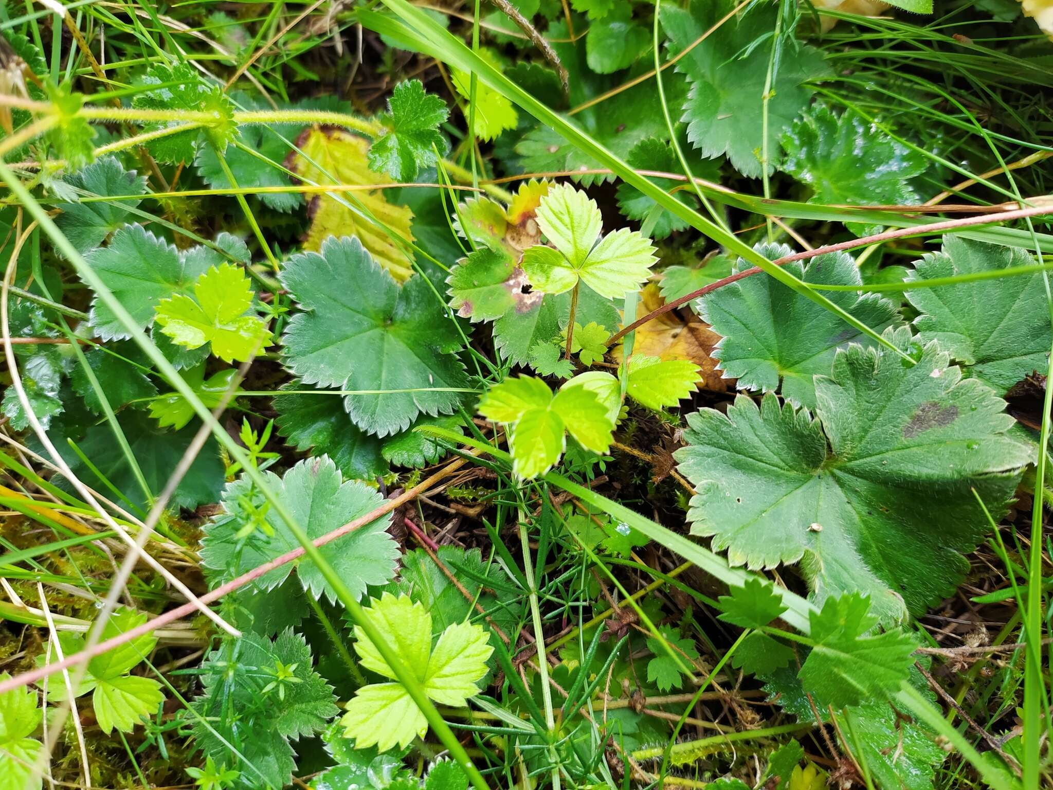 صورة Alchemilla glaucescens Wallr.