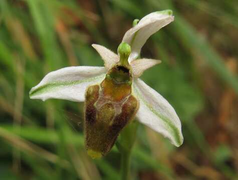 Image of Ophrys argolica subsp. crabronifera (Sebast. & Mauri) Faurh.