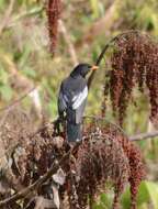 Image of Grey-winged Blackbird