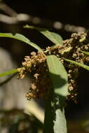 Image of Willow-Leaved Water Croton