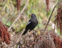 Image of Grey-winged Blackbird