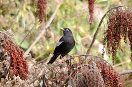 Image of Grey-winged Blackbird