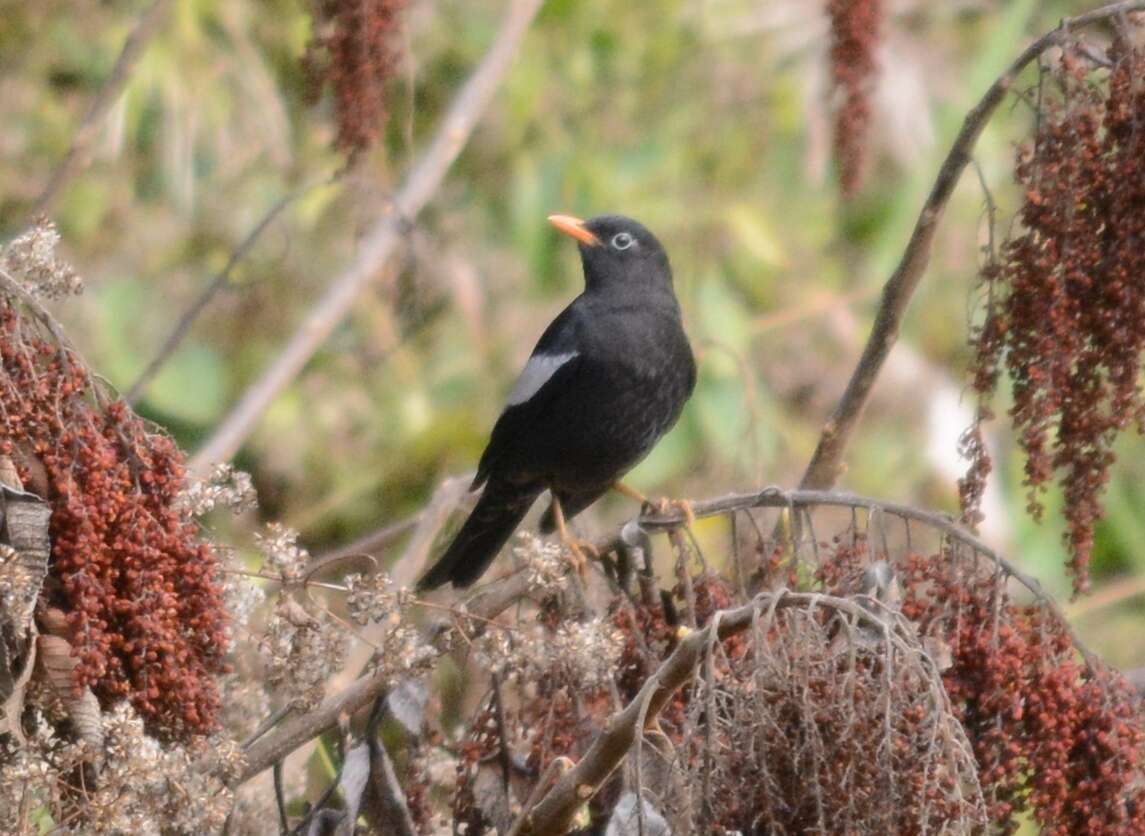 Image of Grey-winged Blackbird