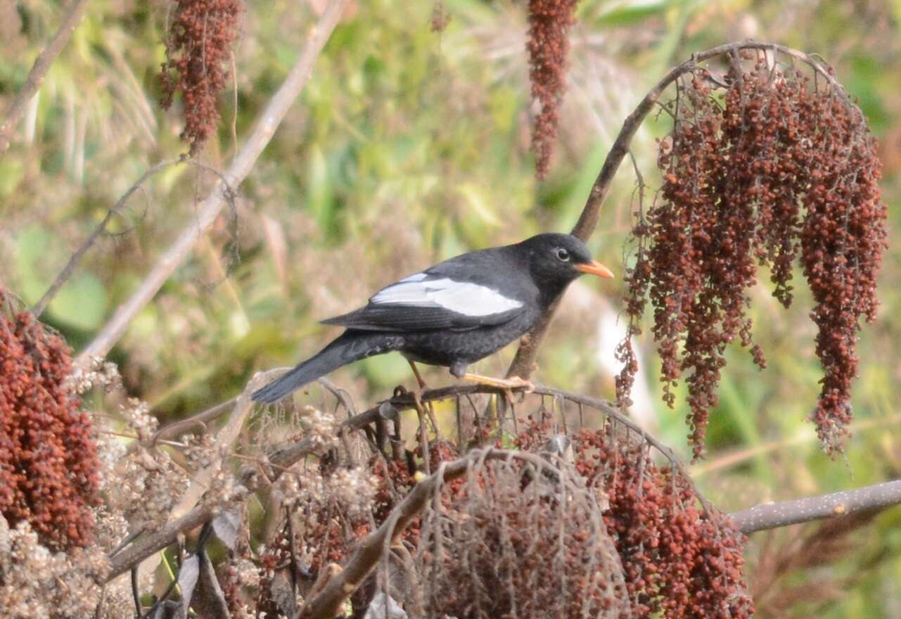 Image of Grey-winged Blackbird