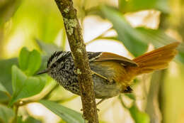 Image of Rufous-tailed Antbird