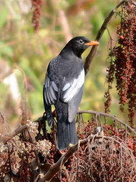 Image of Grey-winged Blackbird