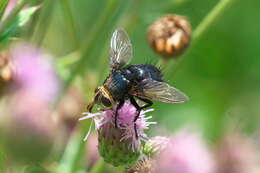 صورة Archytas metallicus (Robineau-Desvoidy 1830)