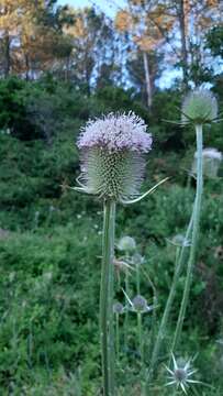 Image of Dipsacus comosus Hoffmanns. & Link