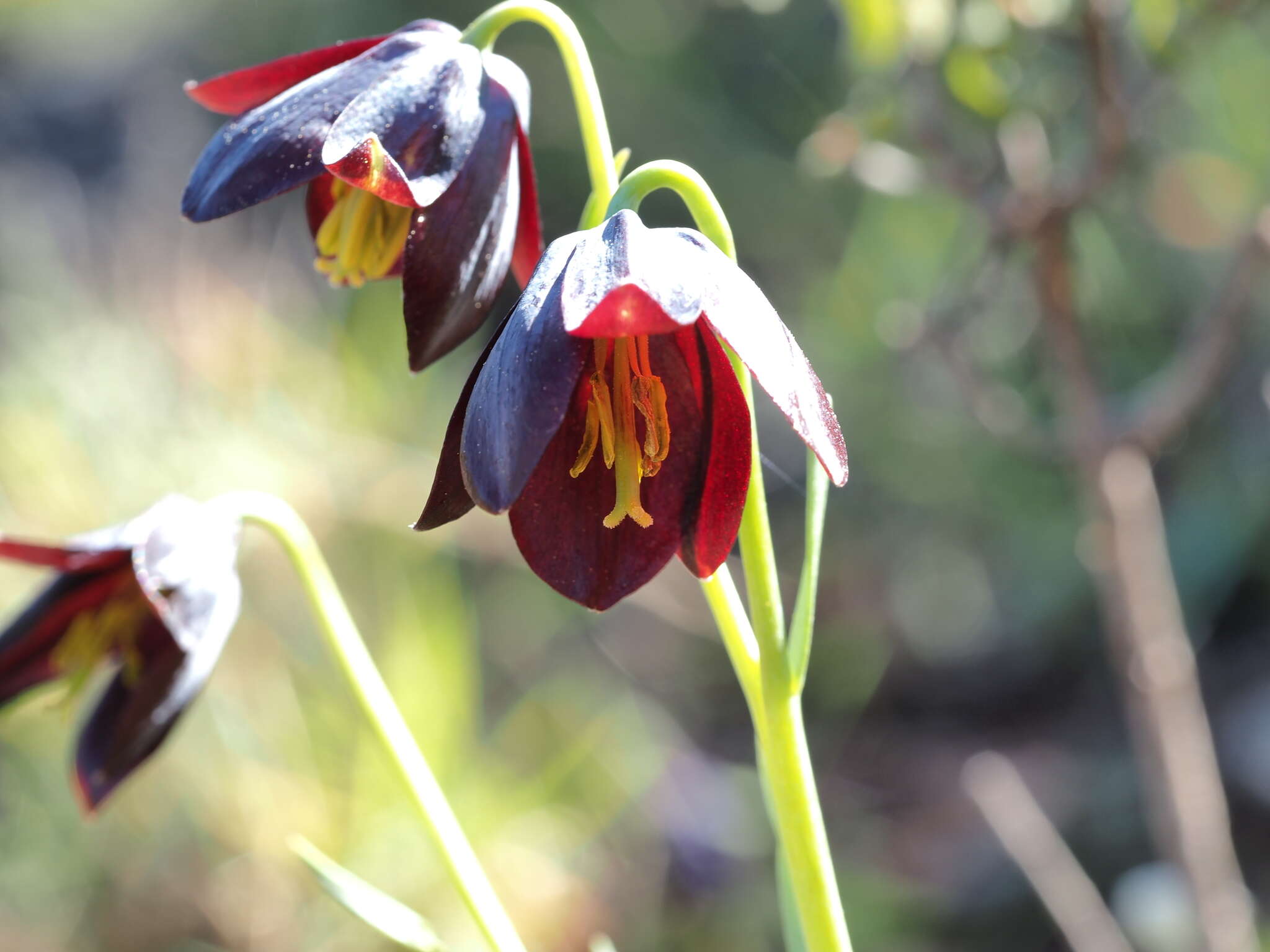 Image of Fritillaria obliqua Ker Gawl.