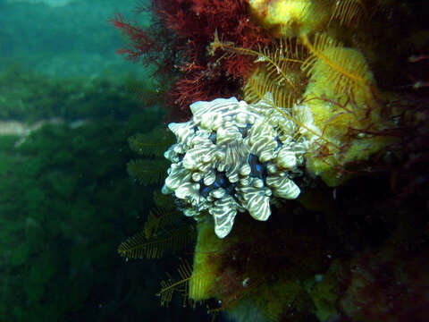 Image of Dendrodoris krusensternii (Gray 1850)