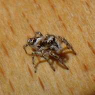 Image of Zebra spider