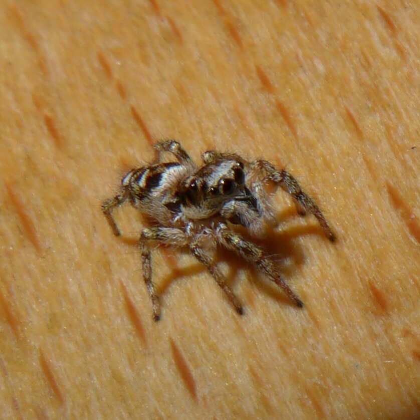 Image of Zebra spider