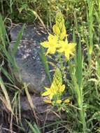 Imagem de Bulbine glauca (Raf.) E. M. Watson