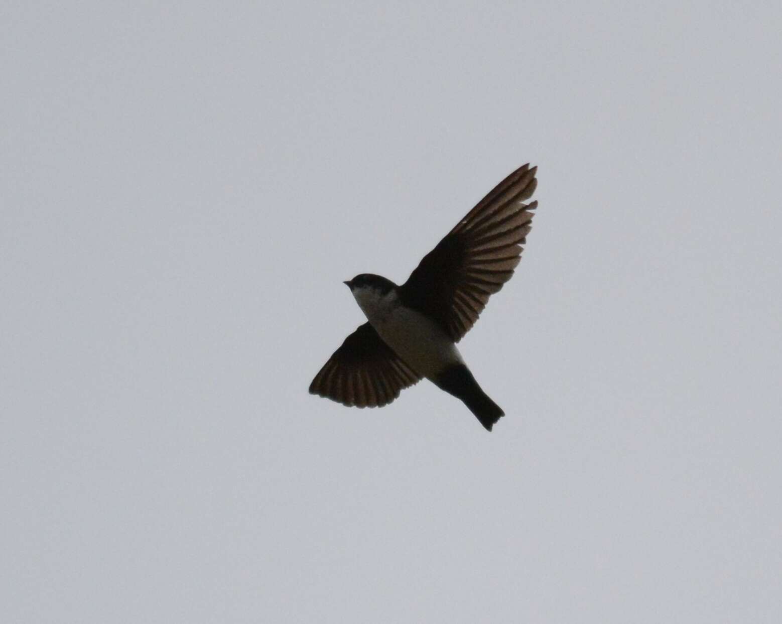 Image of Asian House Martin