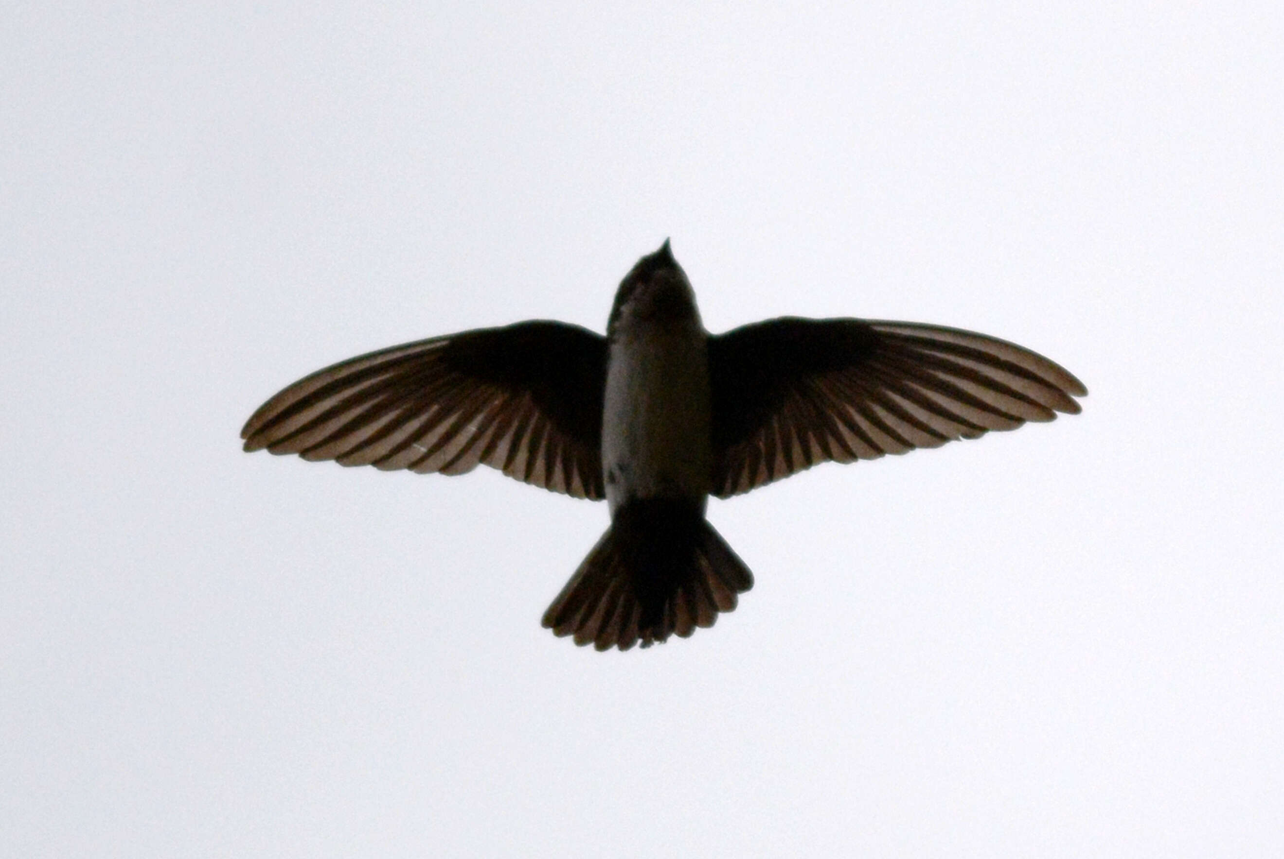 Image of Asian House Martin