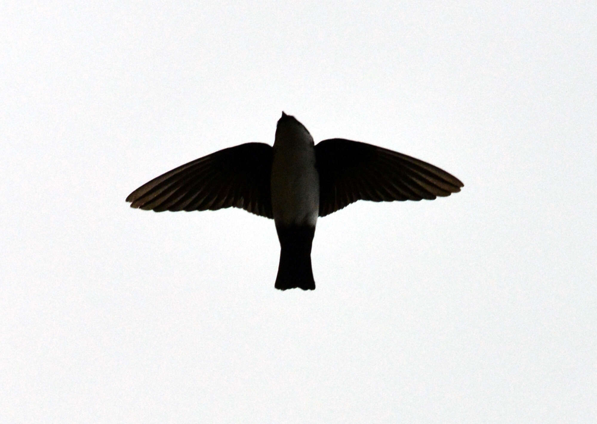 Image of Asian House Martin