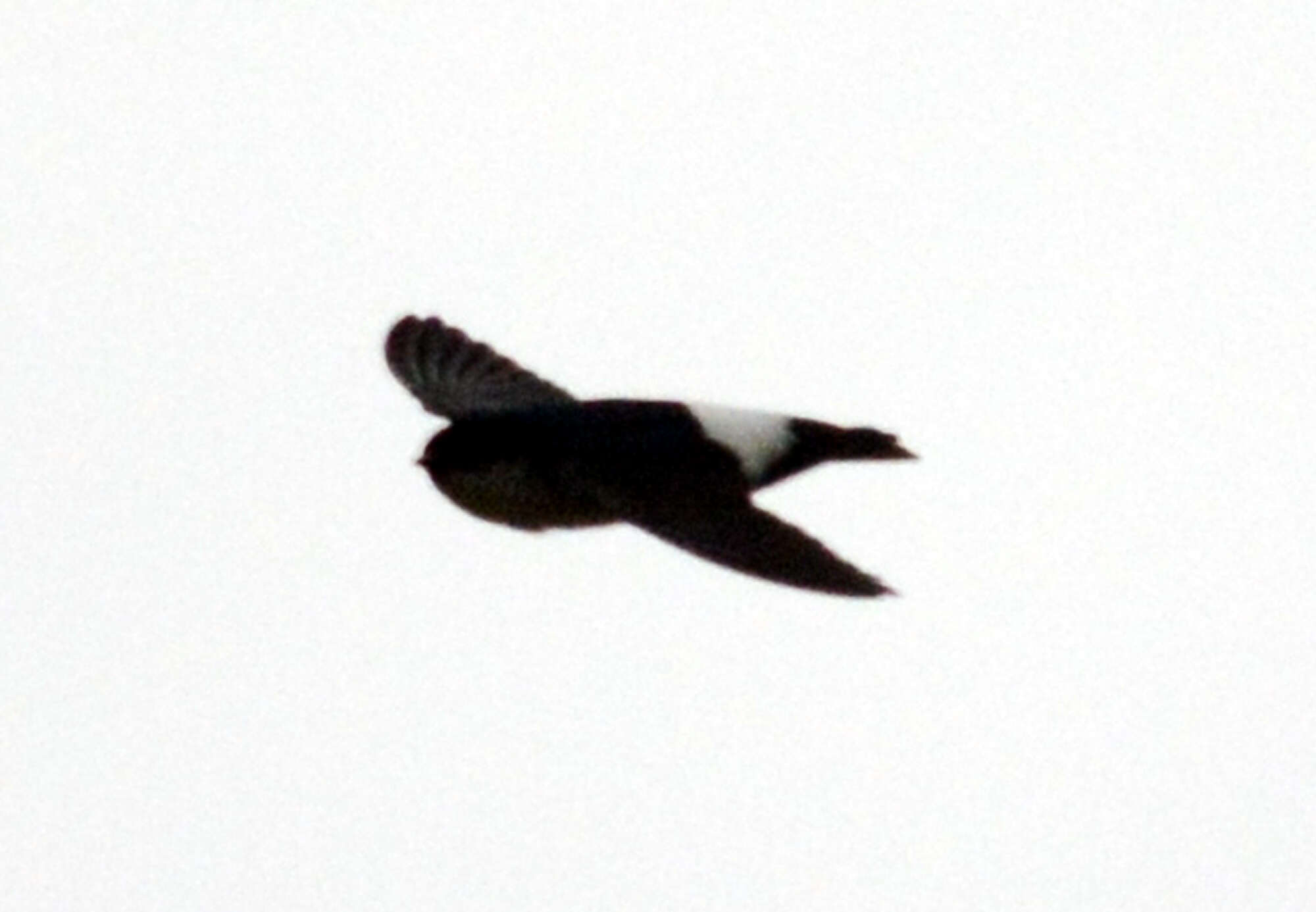 Image of Asian House Martin