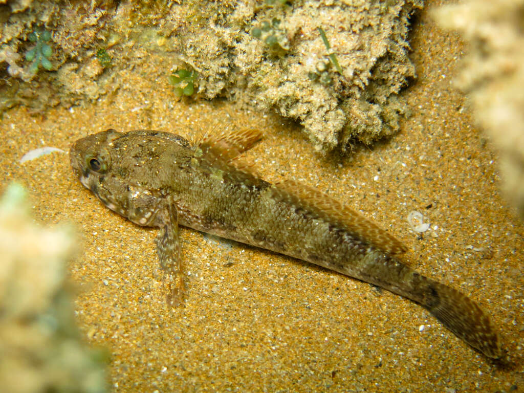 Image of Rock Goby