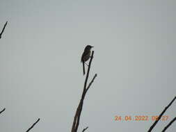 Image of Jungle Prinia