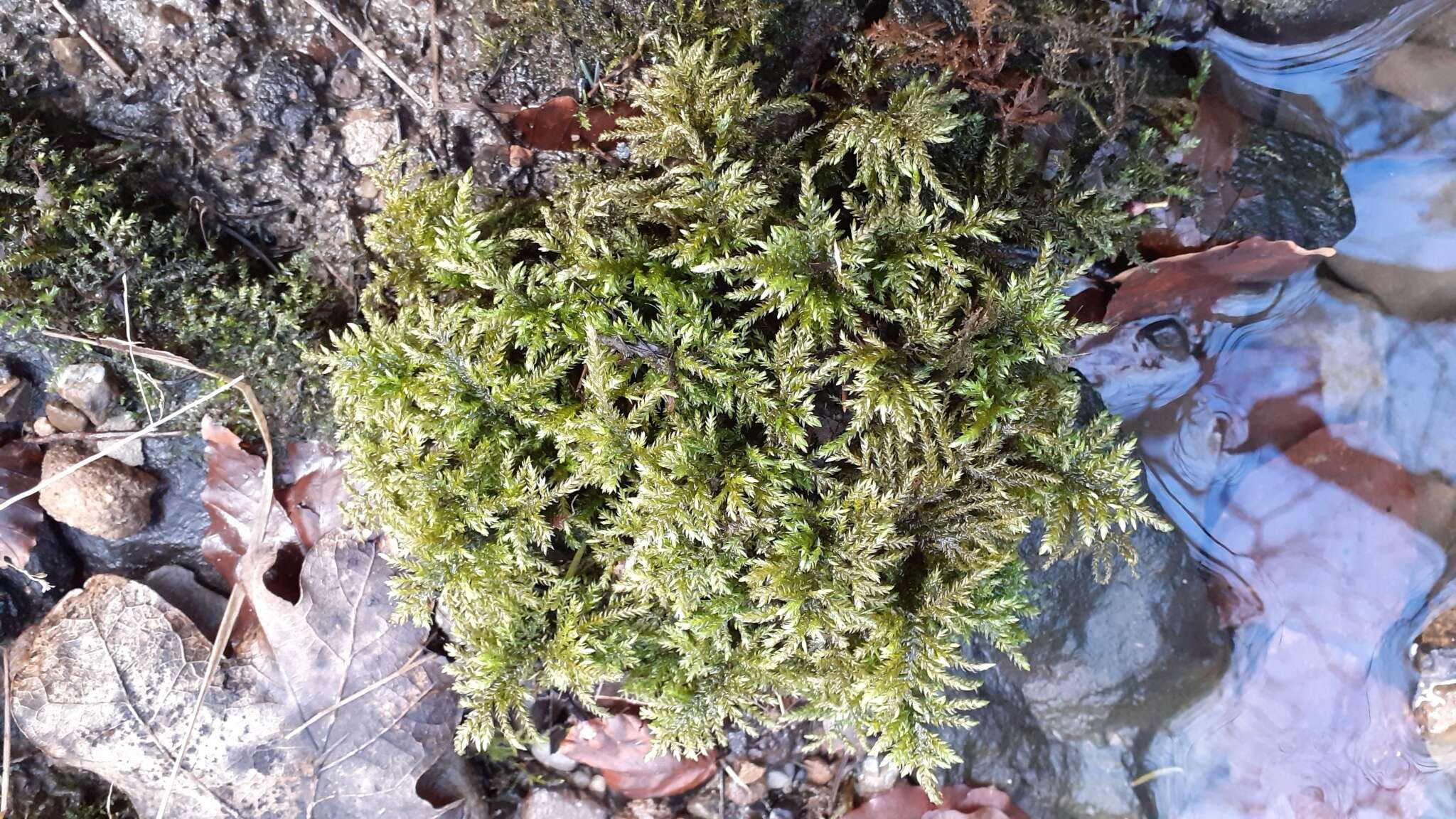 Image of thamnobryum moss