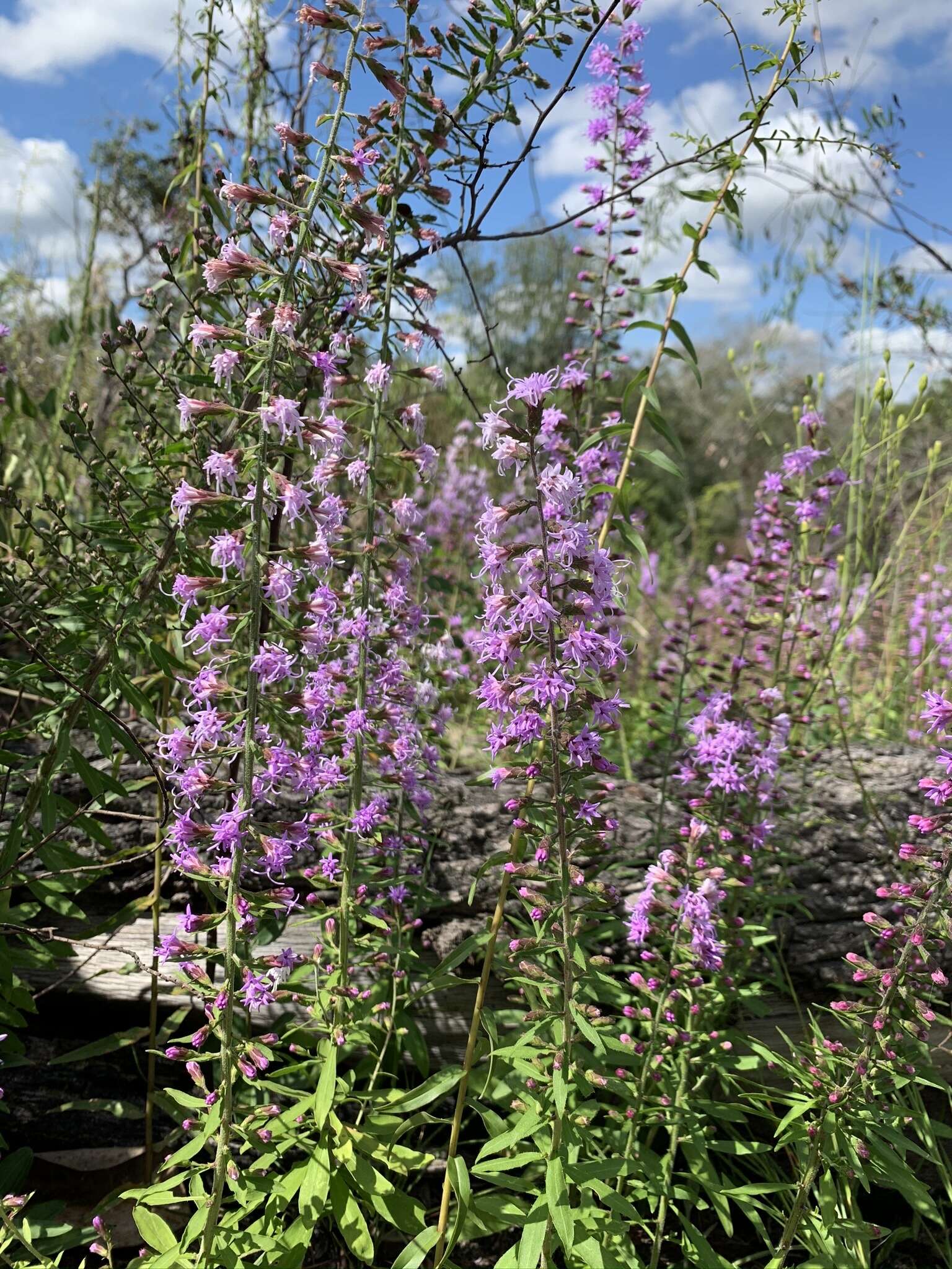 Image of Gholson's blazing star