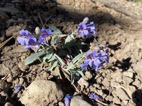 Image of Keck's beardtongue