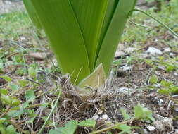 Image of Foxtail lily