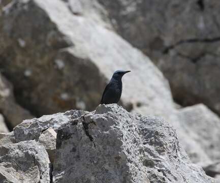 Image de Monticola solitarius longirostris (Blyth 1847)