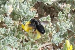 Image of Megachile fuerteventurae (Tkalcu 1993)