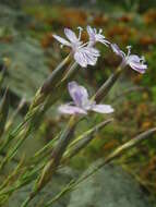 Image of Dianthus pyrenaicus Pourret