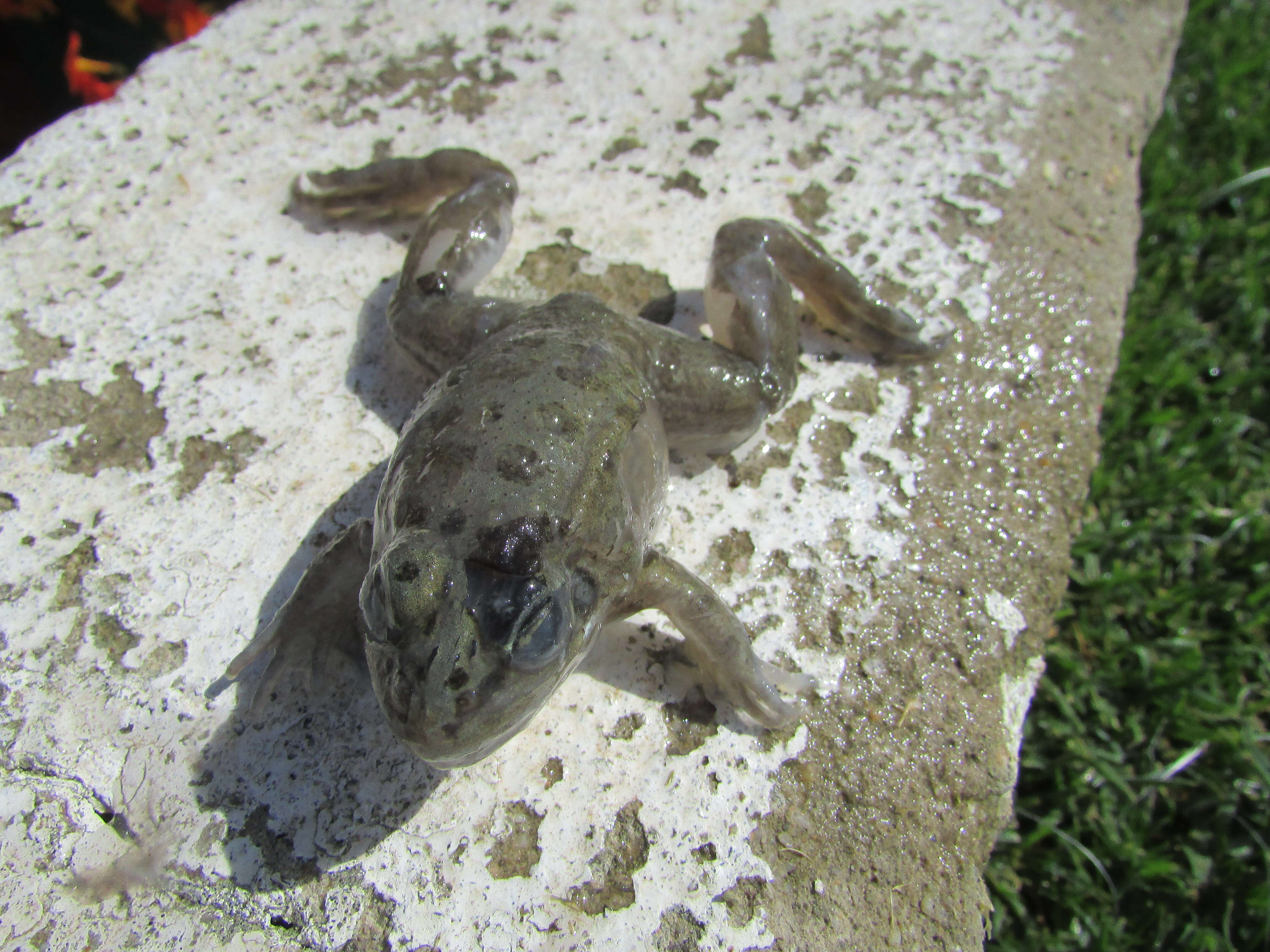 Image of Iberian Painted Frog