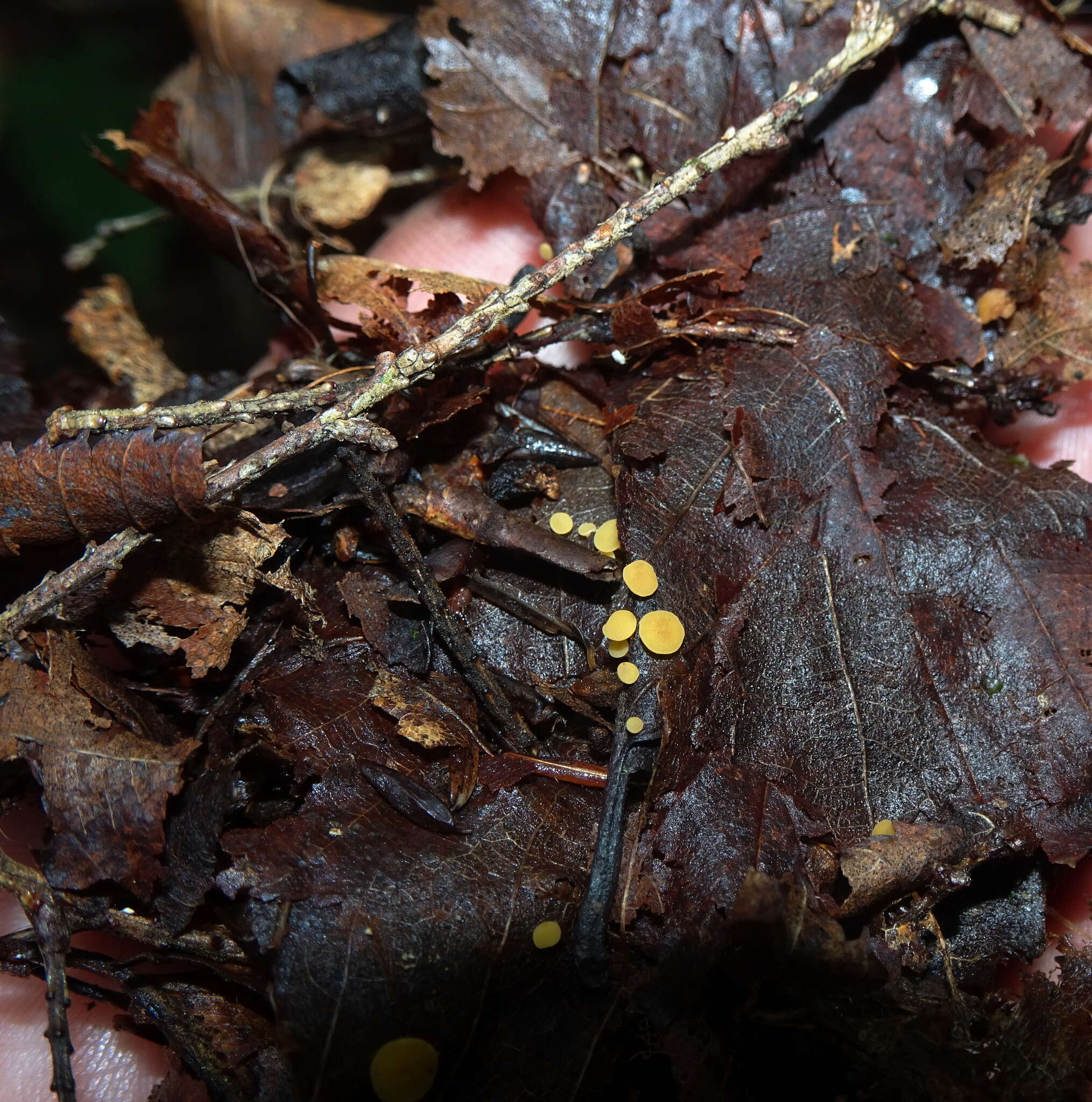 Image of Phaeohelotium epiphyllum (Pers.) Hengstm. 2009