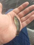 Image of Gulf Killifish